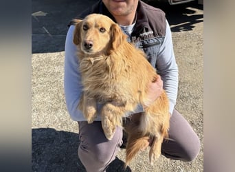 Vanilla eine freundliche fröhliche