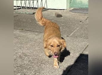 Vanilla eine freundliche fröhliche