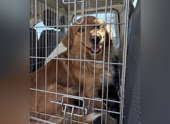 Karamella eine freundliche fröhliche