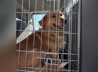 Karamella eine freundliche fröhliche