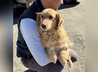 Vanilla eine freundliche fröhliche