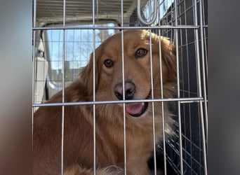 Karamella eine freundliche fröhliche