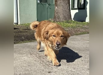 Karamella eine freundliche fröhliche