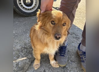 Karamella eine freundliche fröhliche