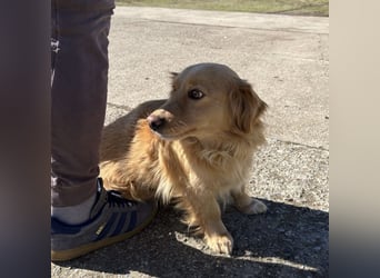 Vanilla eine freundliche fröhliche