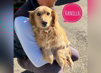 Vanilla eine freundliche fröhliche