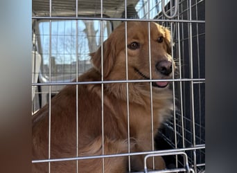 Karamella eine freundliche fröhliche