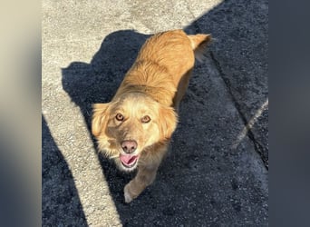 Vanilla eine freundliche fröhliche