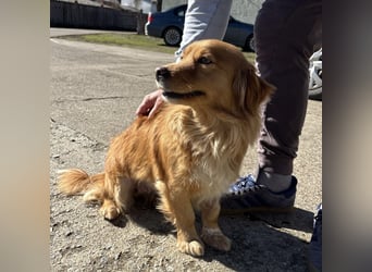 Karamella eine freundliche fröhliche