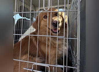 Karamella eine freundliche fröhliche