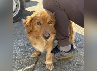 Karamella eine freundliche fröhliche