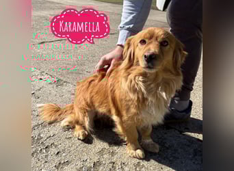 Karamella eine freundliche fröhliche