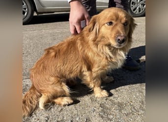 Karamella eine freundliche fröhliche