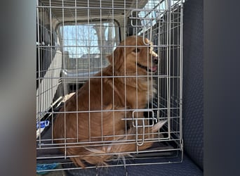 Karamella eine freundliche fröhliche