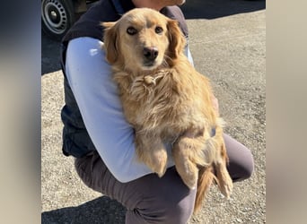 Vanilla eine freundliche fröhliche