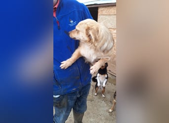 Lina - kleine freundliche Maus