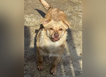 Lina - kleine freundliche Maus