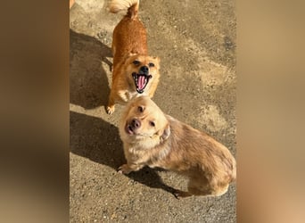 Lina - kleine freundliche Maus