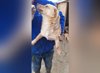 Lina - kleine freundliche Maus