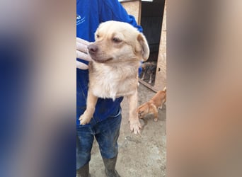 Lina - kleine freundliche Maus