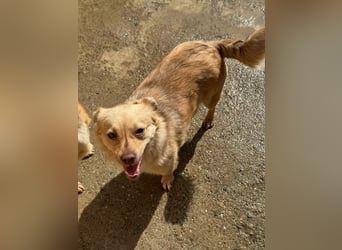 Lina - kleine freundliche Maus