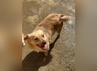 Lina - kleine freundliche Maus