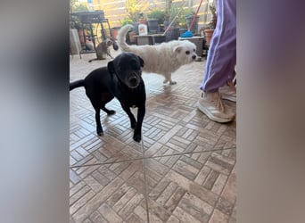 Kokoni Mix Hündin ALIKI sucht eine Familie