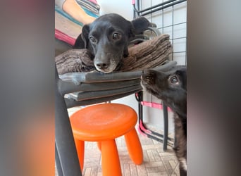 Kokoni Mix Hündin ALIKI sucht eine Familie