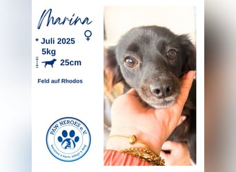 Kokoni Mix Hündin MARINA (ca. 9 Monate) sucht eine eigene Familie