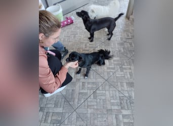 Kokoni Mix Hündin MARINA (ca. 9 Monate) sucht eine eigene Familie