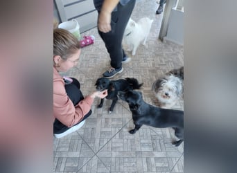 Kokoni Mix Hündin MARINA (ca. 9 Monate) sucht eine eigene Familie