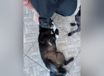 Kokoni Mix Hündin MARINA (ca. 9 Monate) sucht eine eigene Familie