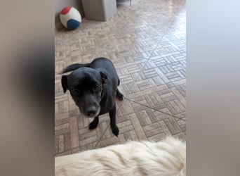 Kokoni Mix Hündin ALIKI sucht eine Familie