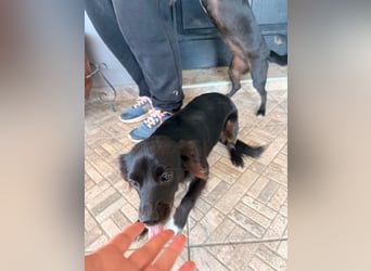 Kokoni Mix Hündin MARINA (ca. 9 Monate) sucht eine eigene Familie