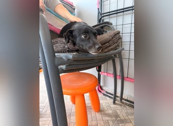 Kokoni Mix Hündin ALIKI sucht eine Familie