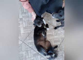 Kokoni Mix Hündin MARINA (ca. 9 Monate) sucht eine eigene Familie