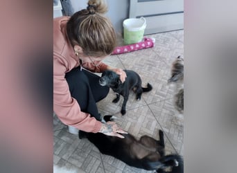 Kokoni Mix Hündin MARINA (ca. 9 Monate) sucht eine eigene Familie