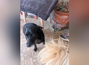 Kokoni Mix Hündin ALIKI sucht eine Familie