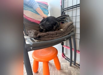 Kokoni Mix Hündin MARINA (ca. 9 Monate) sucht eine eigene Familie