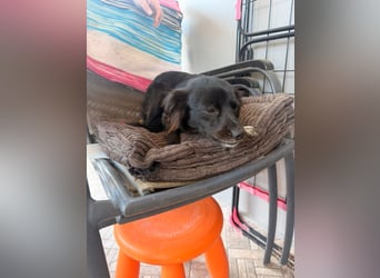 Kokoni Mix Hündin MARINA (ca. 9 Monate) sucht eine eigene Familie