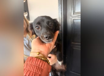 Kokoni Mix Hündin MARINA (ca. 9 Monate) sucht eine eigene Familie