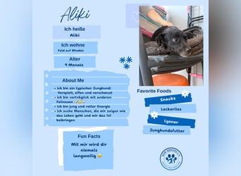 Kokoni Mix Hündin ALIKI sucht eine Familie