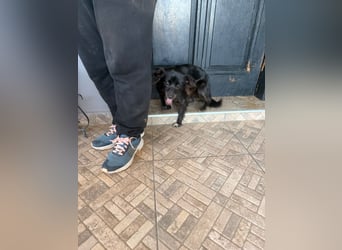 Kokoni Mix Hündin MARINA (ca. 9 Monate) sucht eine eigene Familie