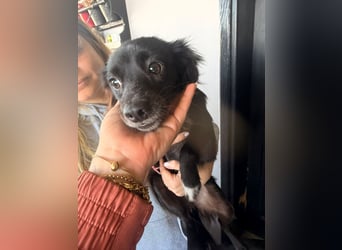 Kokoni Mix Hündin MARINA (ca. 9 Monate) sucht eine eigene Familie