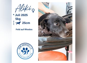 Kokoni Mix Hündin ALIKI sucht eine Familie