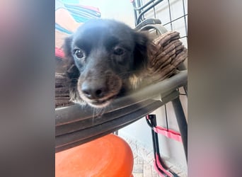 Kokoni Mix Hündin MARINA (ca. 9 Monate) sucht eine eigene Familie