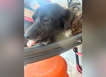 Kokoni Mix Hündin MARINA (ca. 9 Monate) sucht eine eigene Familie