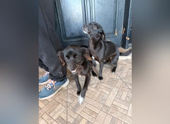 Kokoni Mix Hündin MARINA (ca. 9 Monate) sucht eine eigene Familie