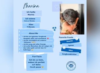 Kokoni Mix Hündin MARINA (ca. 9 Monate) sucht eine eigene Familie