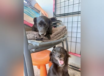 Kokoni Mix Hündin MARINA (ca. 9 Monate) sucht eine eigene Familie